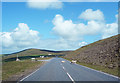 Sheep in the road, West Yell