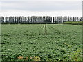 Potato field alongside Ferry Lane, Higher Ferry