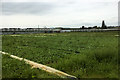 Nursery and Crop Field, Offenham