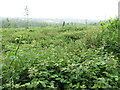 Overgrown cut over section of Clarkill Wood