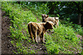 Highland cows above Little Quantock Farm