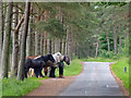 NO4823 : Horses on the lane to the Tentsmuir Sands car park by Mat Fascione