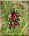 Bristol Onion (Allium sphaerocephalon)