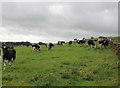 Cattle Near Pomeroy