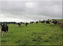 SK1267 : Cattle Near Pomeroy by Nigel Mykura