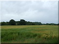 Crop field off Cuilhill Road