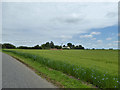 Field of linseed