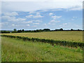 Field of wheat