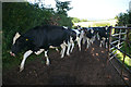 Mid Devon : Cattle Grazing