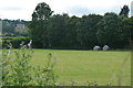 Cullompton : Grassy Field