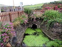SY4690 : Green slime on stagnant water, West Bay, Dorset by Jaggery