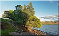 NH6332 : Alder by the side of Loch Duntelchaig by valenta