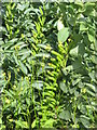 NT2769 : Field Beans at Liberton [detail] by M J Richardson