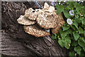 A fungal growth on a hawthorn tree