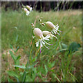 Bladder Campion, Silene vulgaris