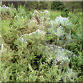 Webs on gorse