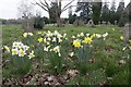 SU6378 : Bunches of Daffodils by Bill Nicholls
