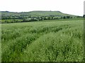 Oat field and Clee Hill