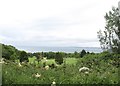 Cliff top section of the Whitehead Golf Course