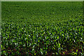 SS7402 : Mid Devon : Crop Field by Lewis Clarke