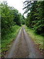 Forest track in the Dyfnant forest