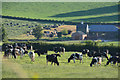 SS7501 : Mid Devon : Cattle Grazing by Lewis Clarke