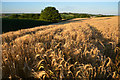 SS7602 : Mid Devon : Crop Field by Lewis Clarke