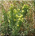 TG3203 : Common toadflax  (Linaria vulgaris) by Evelyn Simak
