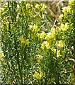 TG3203 : Common toadflax  (Linaria vulgaris) by Evelyn Simak