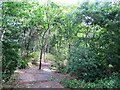 Path in woodland by Tottenham Marshes