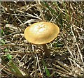 TG3203 : A Fairy Ring Mushroom (Marasmius oreades) by Evelyn Simak