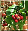 Sweet cherry ( Prunus avium)