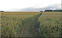 TL6104 : Footpath through Wheat Field near Fingrith Hall Farm, Blackmore by Roger Jones