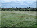 Tottenham Marshes (2)