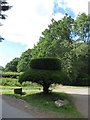 Topiary in Snape Lane