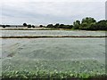 Crop protection, Bishops Lydeard