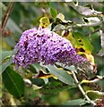 Buddleia