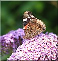 Red Admiral butterfly (Vanessa atalanta) on Buddleia