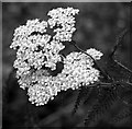 Yarrow (Achillea millefolium)