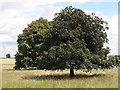 Tree canopies near Woodside farm