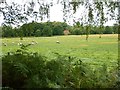 Field next to Red Cottage near Rapley Farm