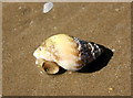 SH3567 : Common Whelk on Traeth Mawr by Jeff Buck