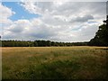 Field next to Green Lane route