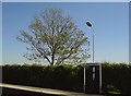SJ6590 : Platform sign and tree in Birchwood by Schlosser67