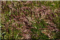 Yorkshire Fog (Holcus lanatus), Weisdale Mill