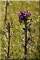 HU3954 : Marsh Thistle (Cirsium palustre), Setter, Weisdale by Mike Pennington