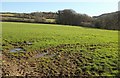 Field by the Watermill Walk