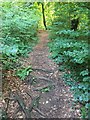 Footpath through Garth Wood