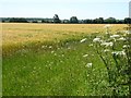 SP1606 : Barley field near Hatherop by Philip Halling