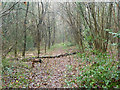 Woodland path, Kings Wood